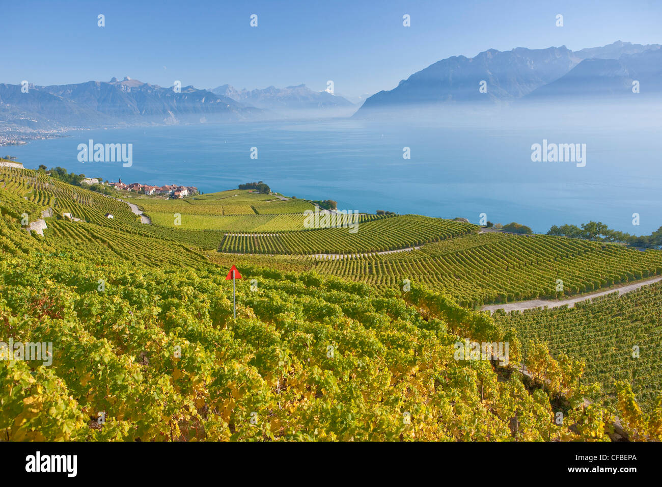 Lago, del cantone di Vaud e di Vaud, Svizzera, Europa Svizzera occidentale, il lago di Ginevra, l'agricoltura, vino, germogli, vigneto, vino culto Foto Stock