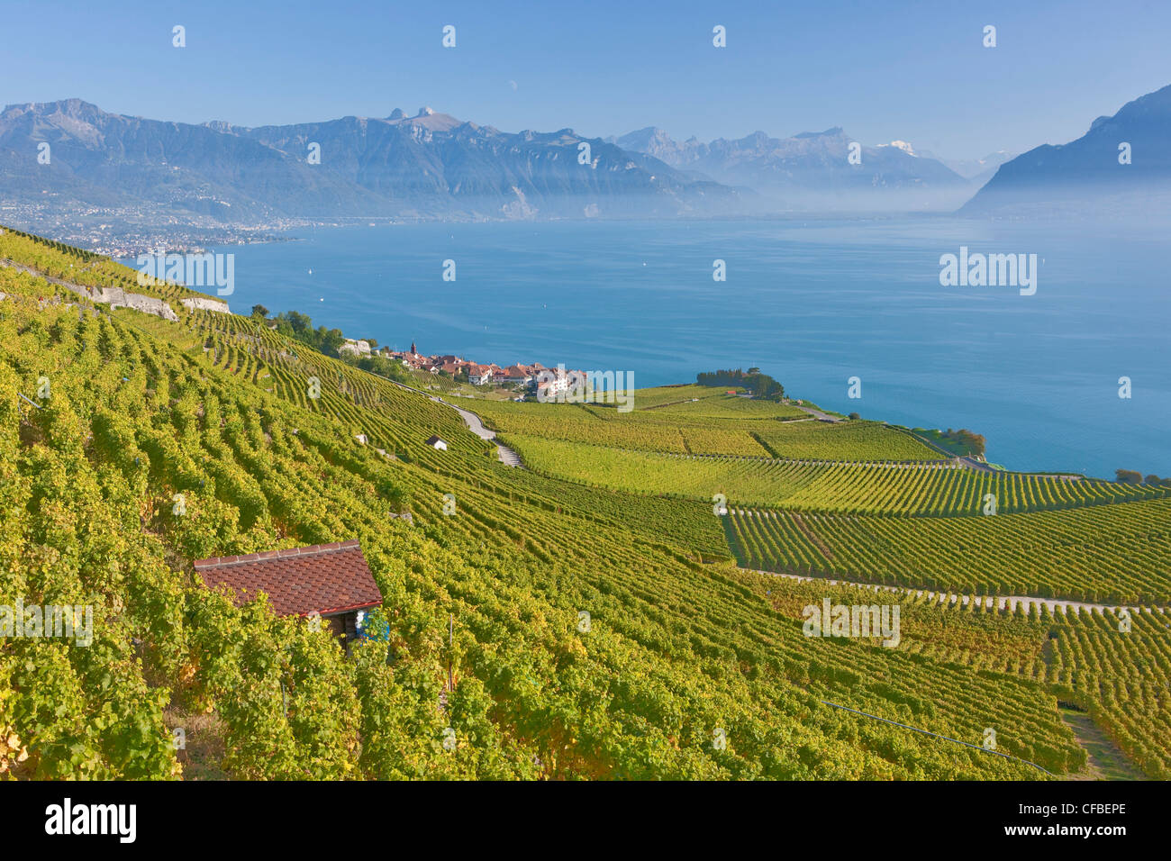 Lago, del cantone di Vaud e di Vaud, Svizzera, Europa Svizzera occidentale, il lago di Ginevra, l'agricoltura, vino, germogli, vigneto, vino culto Foto Stock