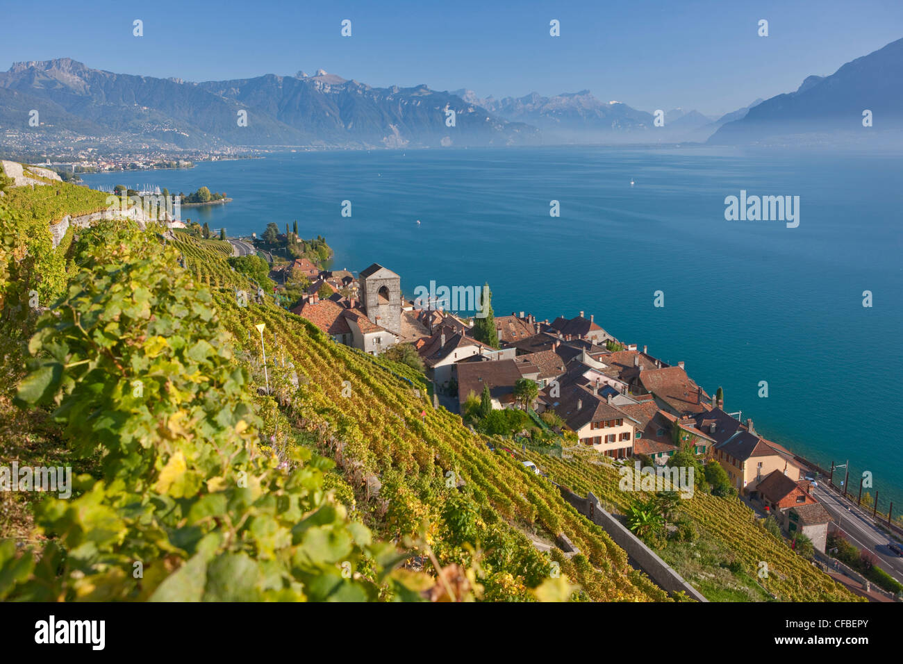 Lago, del cantone di Vaud e di Vaud, Svizzera, Europa Svizzera occidentale, il lago di Ginevra, l'agricoltura, vino, germogli, vigneto, vino culto Foto Stock