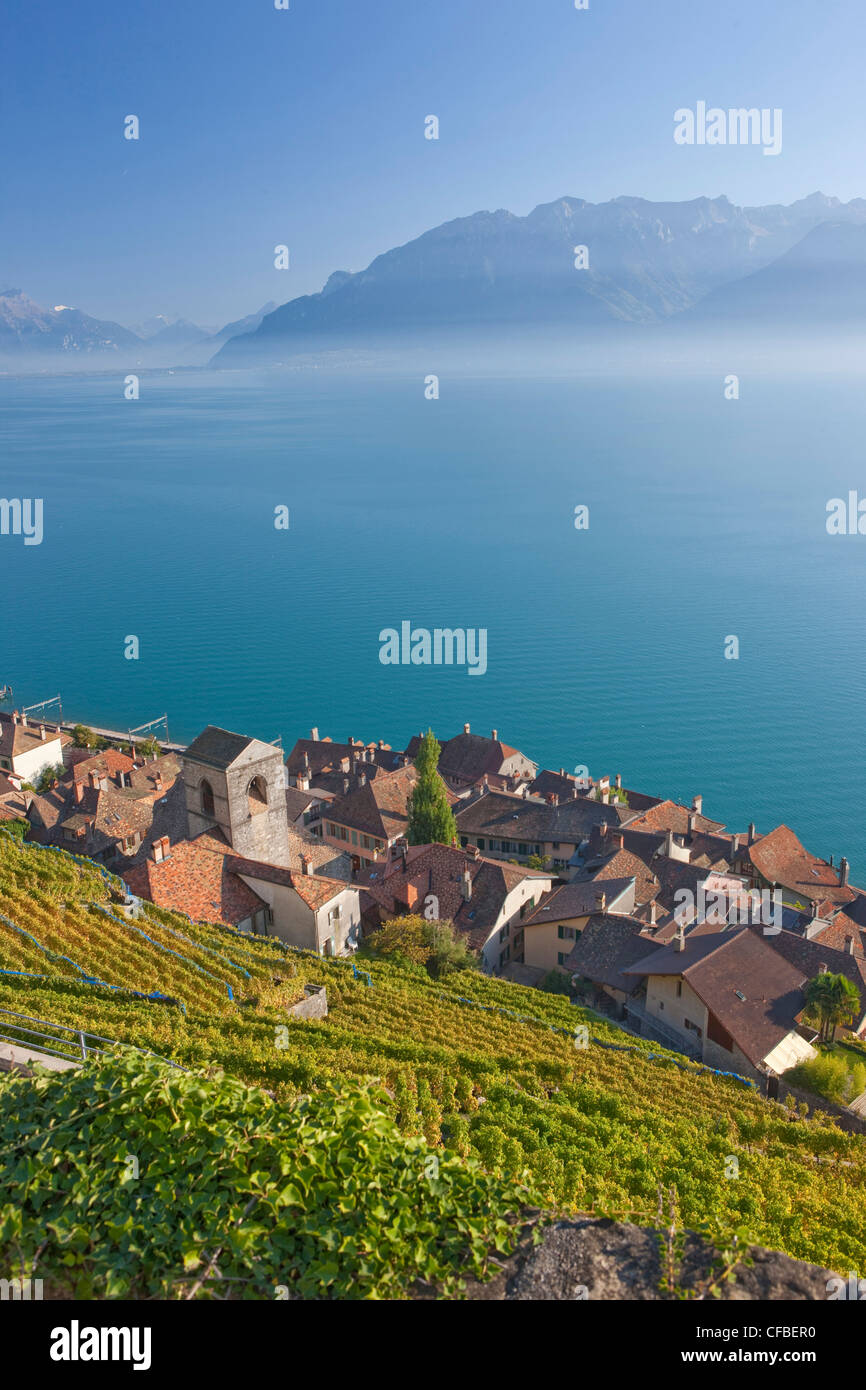 Lago, del cantone di Vaud e di Vaud, Svizzera, Europa Svizzera occidentale, il lago di Ginevra, l'agricoltura, vino, germogli, vigneto, vino culto Foto Stock