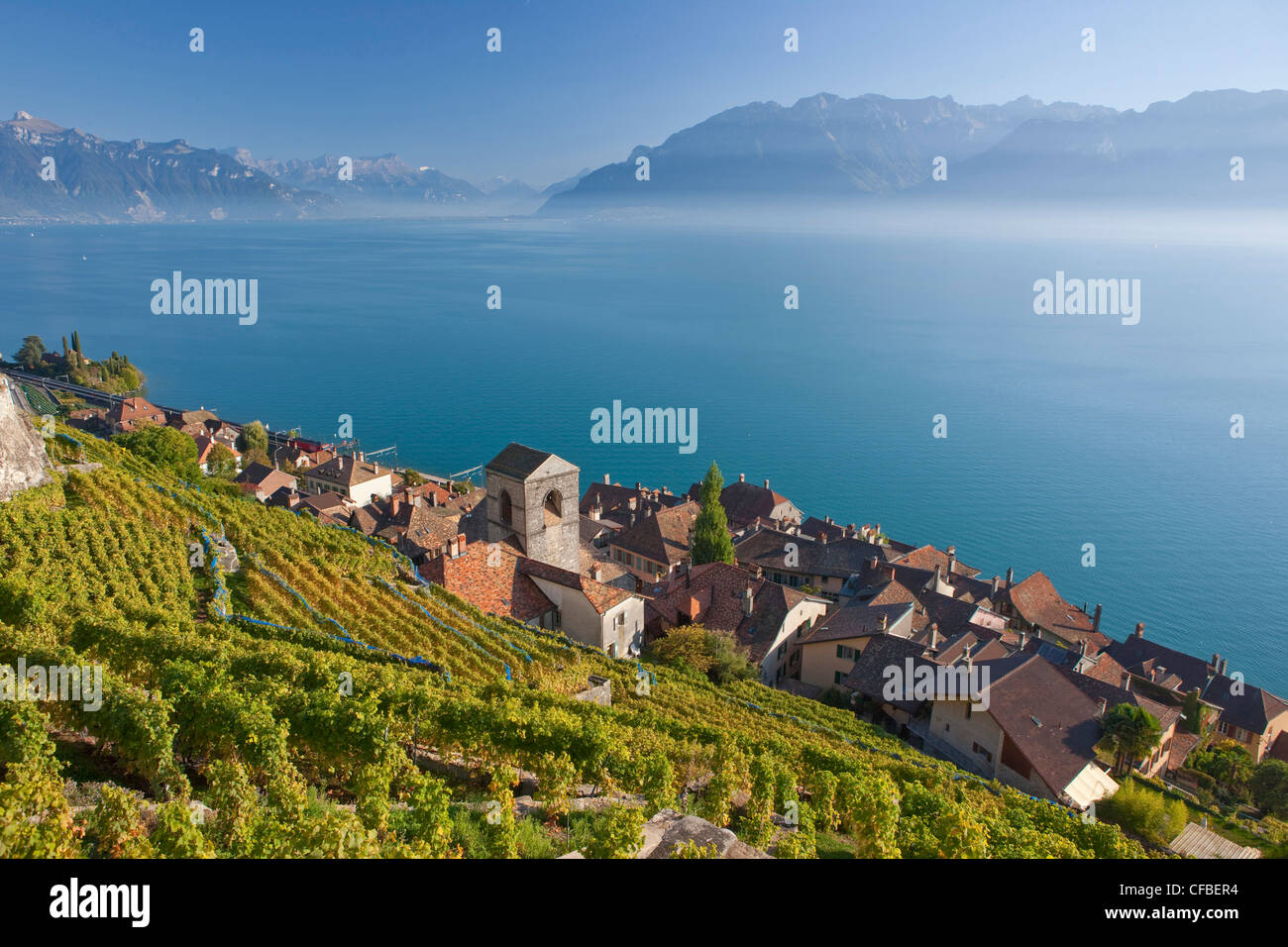 Lago, del cantone di Vaud e di Vaud, Svizzera, Europa Svizzera occidentale, il lago di Ginevra, l'agricoltura, vino, germogli, vigneto, vino culto Foto Stock