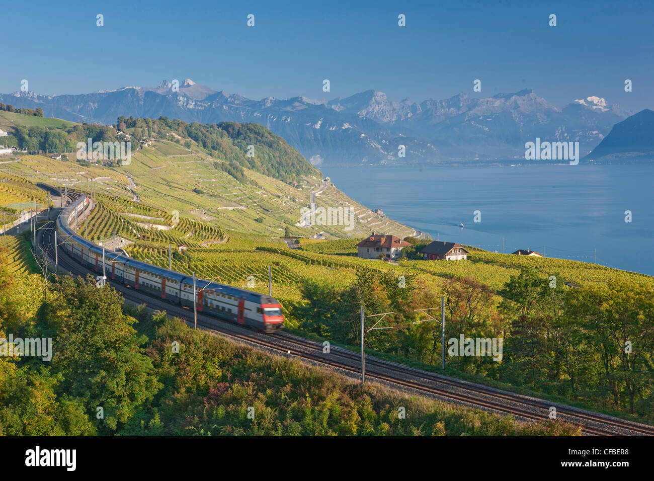 Lago, del cantone di Vaud e di Vaud, Svizzera, Europa Svizzera occidentale, il lago di Ginevra, l'agricoltura, vino, germogli, vigneto, vino culto Foto Stock
