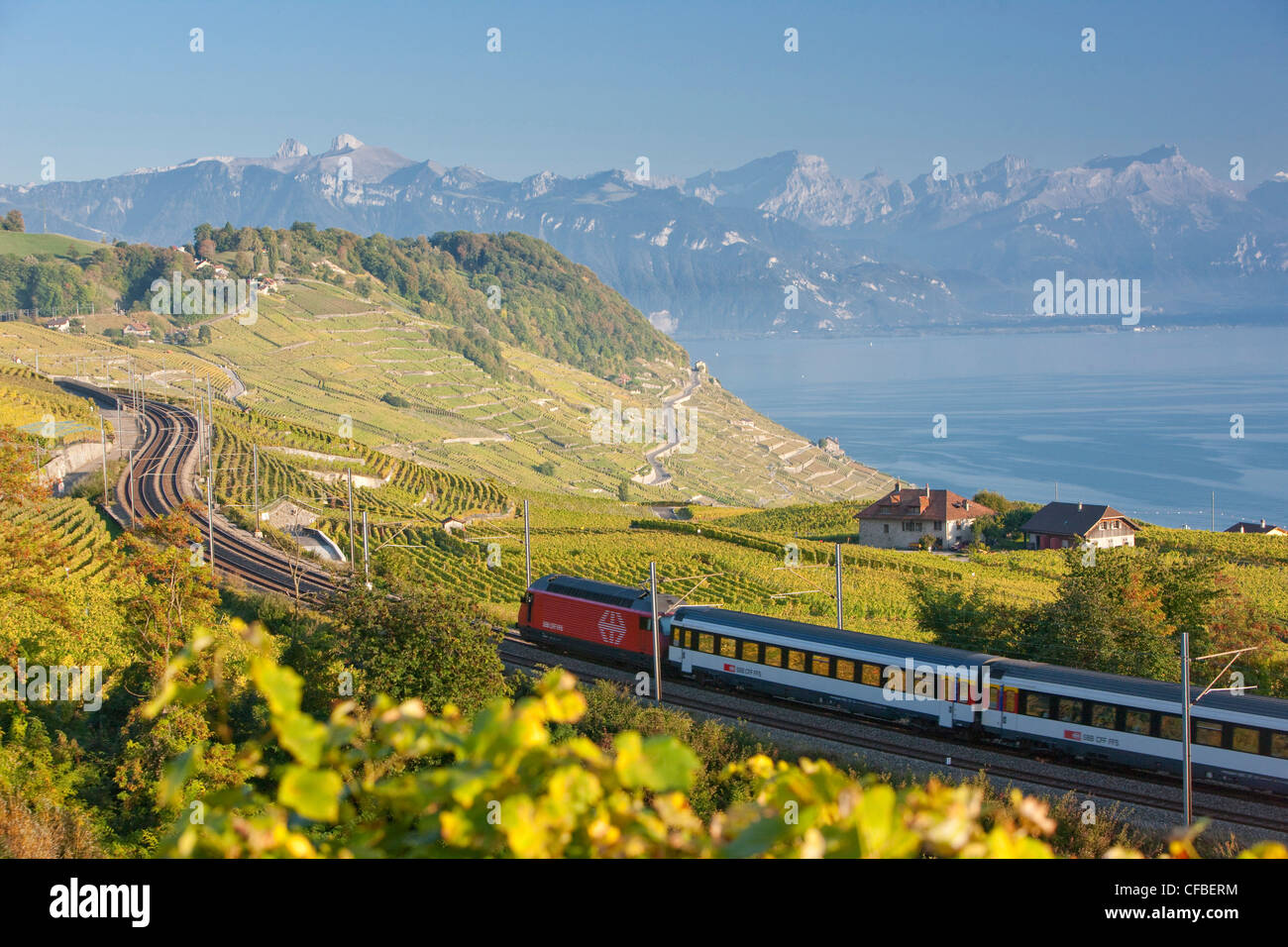 Lago, del cantone di Vaud e di Vaud, Svizzera, Europa Svizzera occidentale, il lago di Ginevra, l'agricoltura, vino, germogli, vigneto, vino culto Foto Stock