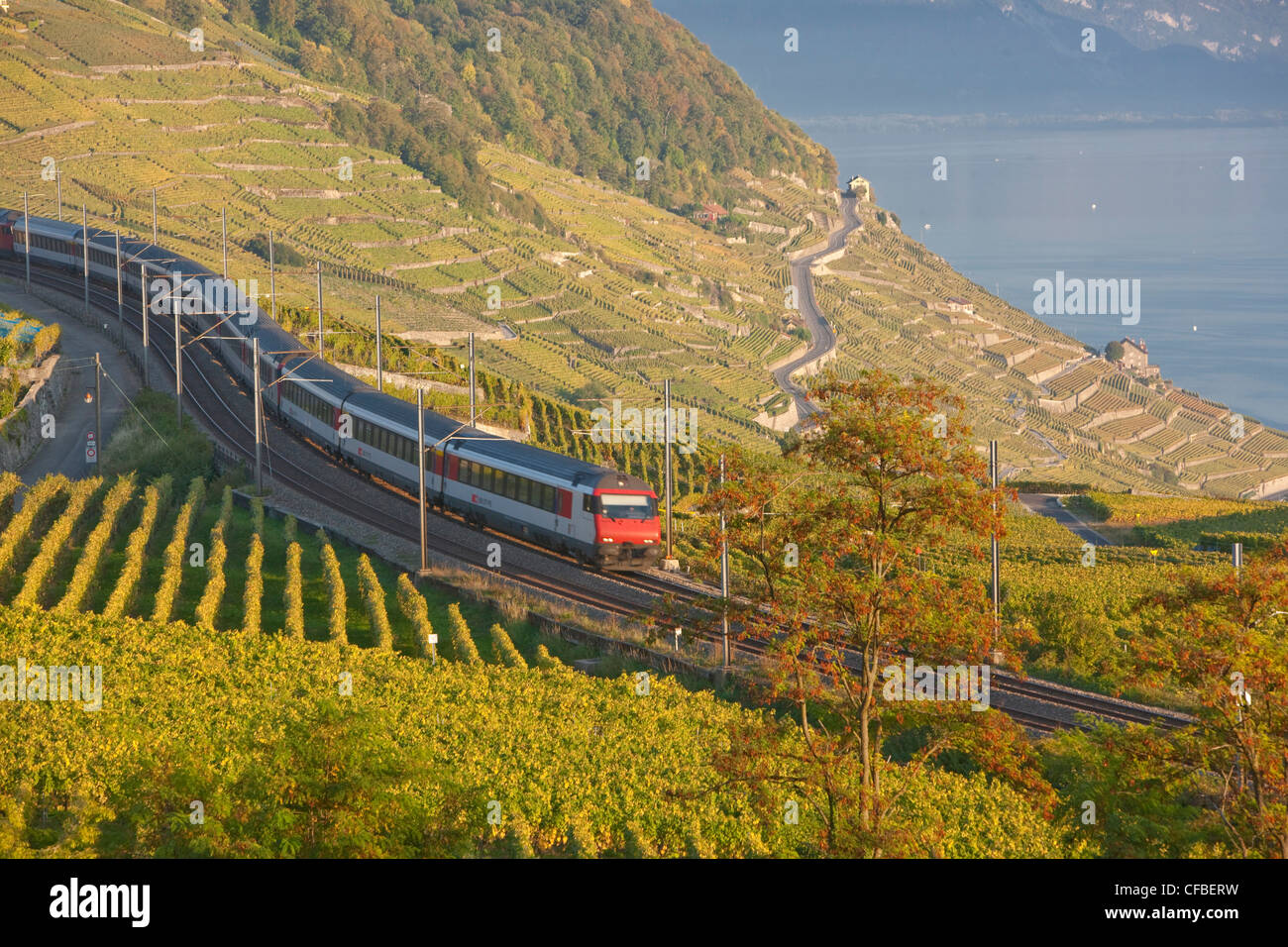 Lago, del cantone di Vaud e di Vaud, Svizzera, Europa Svizzera occidentale, il lago di Ginevra, l'agricoltura, vino, germogli, vigneto, vino culto Foto Stock