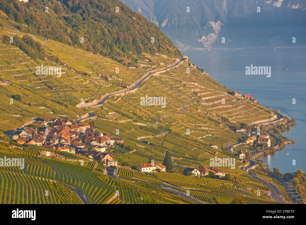 Lago, del cantone di Vaud e di Vaud, Svizzera, Europa Svizzera occidentale, il lago di Ginevra, l'agricoltura, vino, germogli, vigneto, vino culto Foto Stock