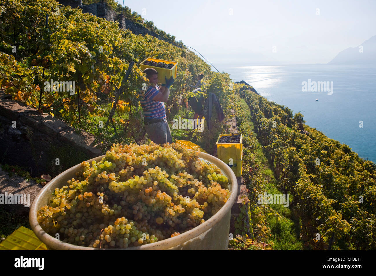 Lago, del cantone di Vaud e di Vaud, Svizzera, Europa Svizzera occidentale, il lago di Ginevra, l'agricoltura, vino, germogli, vigneto, vino culto Foto Stock