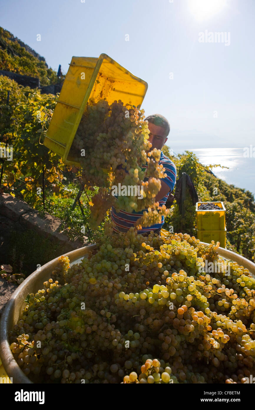 Lago, del cantone di Vaud e di Vaud, Svizzera, Europa Svizzera occidentale, il lago di Ginevra, l'agricoltura, vino, germogli, vigneto, vino culto Foto Stock