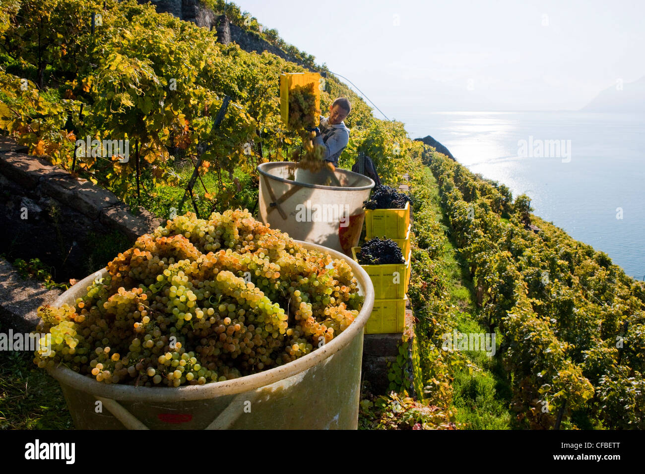 Lago, del cantone di Vaud e di Vaud, Svizzera, Europa Svizzera occidentale, il lago di Ginevra, l'agricoltura, vino, germogli, vigneto, vino culto Foto Stock