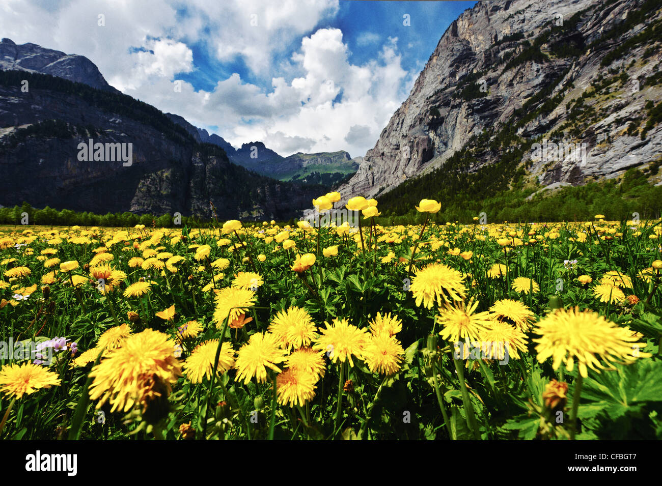 La Svizzera, Canton Berna, Gasteretal, Gasterental, prati, pascoli, prati, campo dei fiori, fiori prato, campo dei fiori, sp Foto Stock