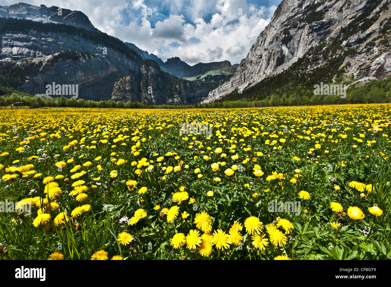 La Svizzera, Canton Berna, Gasteretal, Gasterental, prati, pascoli, prati, campo dei fiori, fiori prato, campo dei fiori, sp Foto Stock