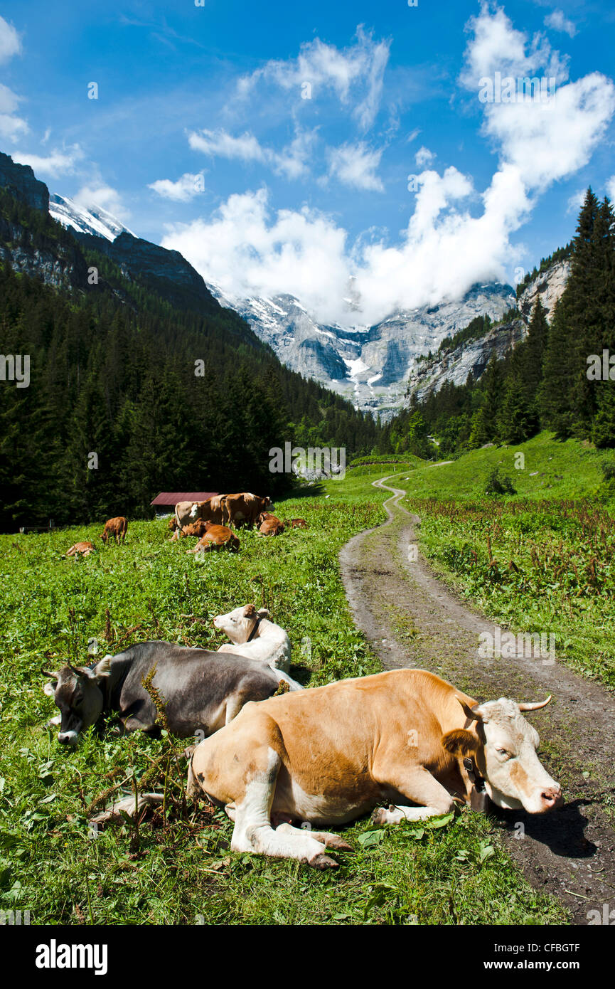 Sefinental, Gimmelwald, foresta, Svizzera, canton Berna Oberland Bernese, valle di montagna, campagna, farm lane, carrello via, Foto Stock