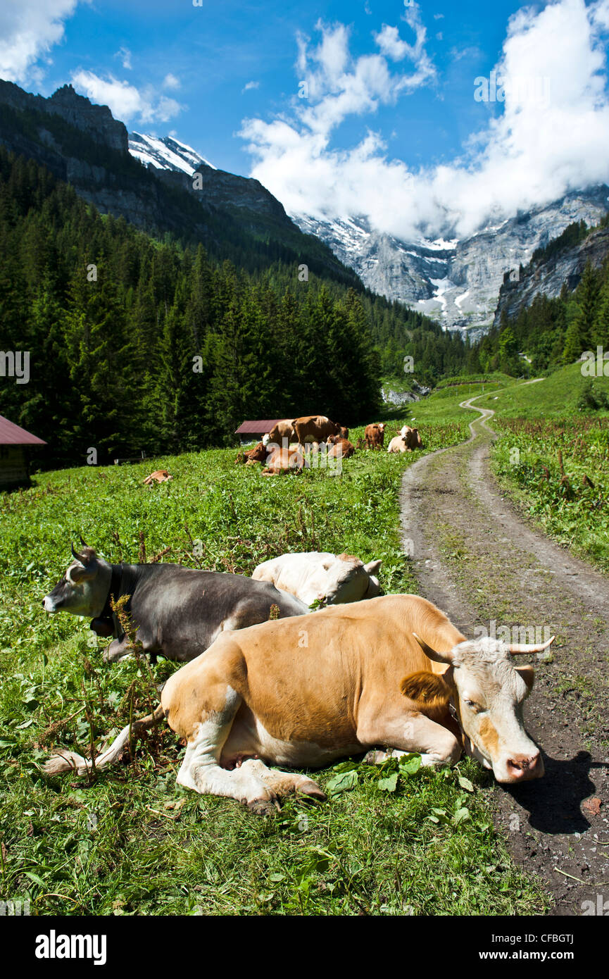 Sefinental, Gimmelwald, foresta, Svizzera, canton Berna Oberland Bernese, valle di montagna, campagna, farm lane, carrello via, Foto Stock