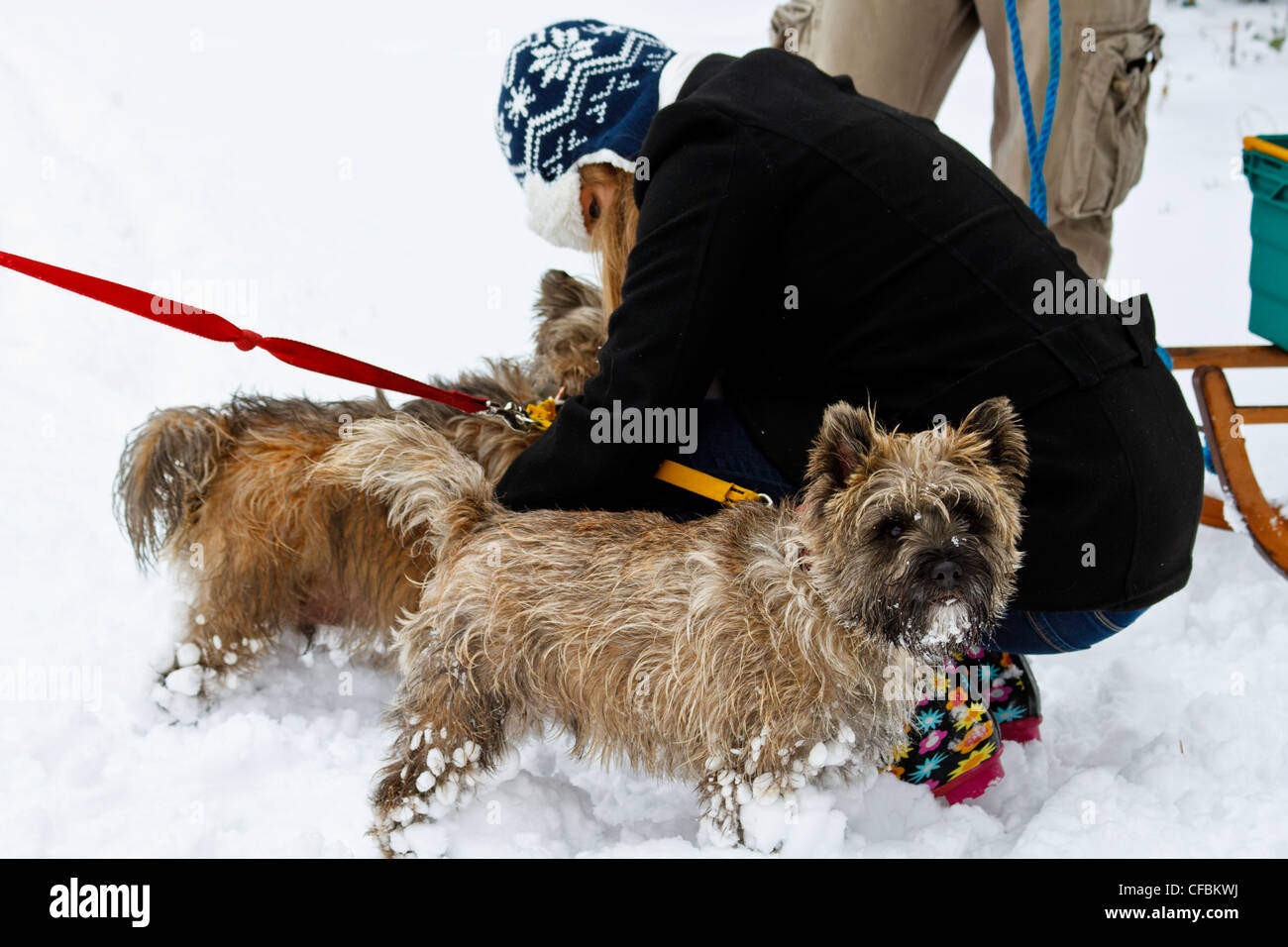 Giovane donna tendendo una coppia di Cairn terrier nella neve Foto Stock
