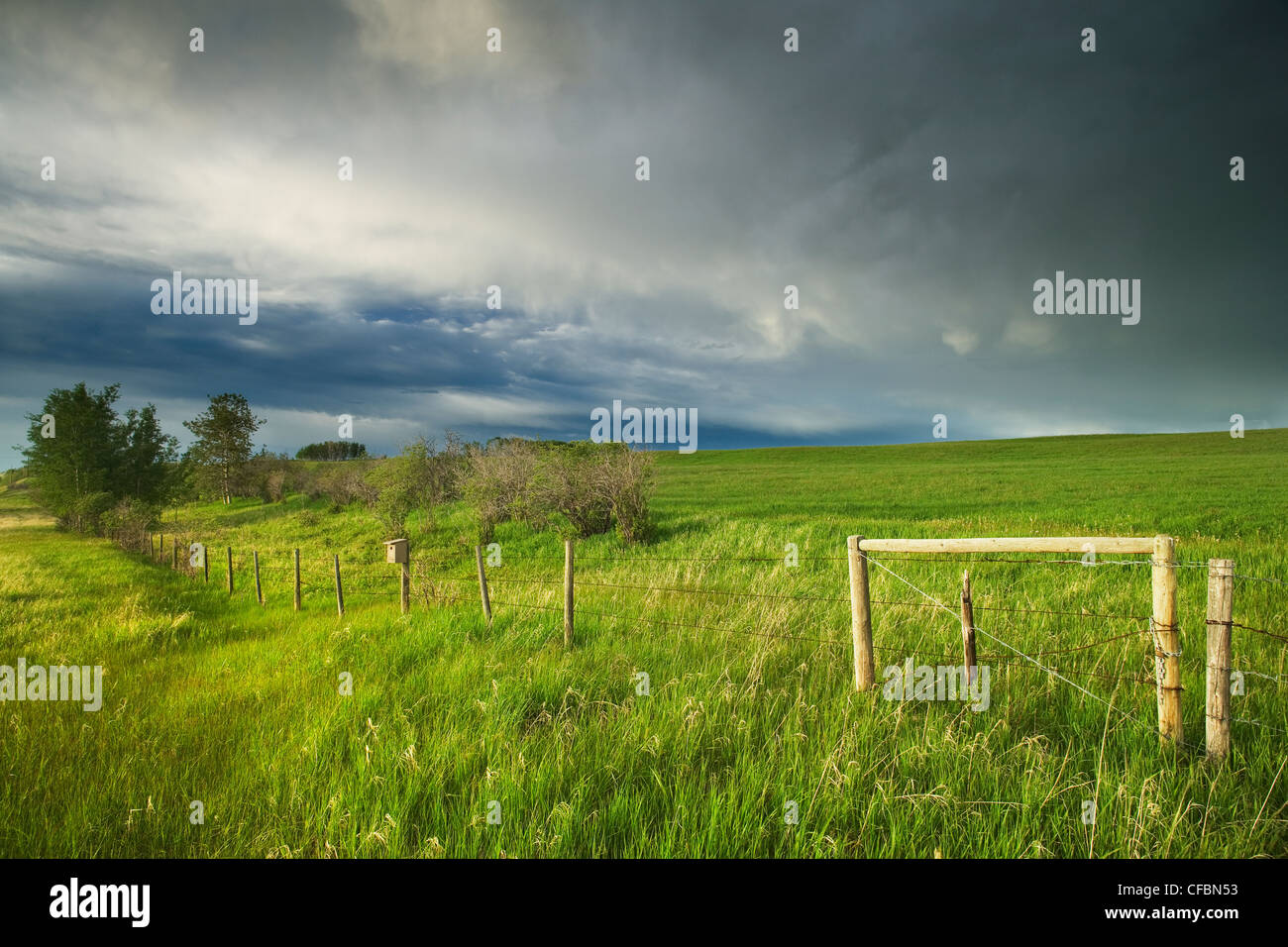 Nuvole temporalesche e pascolo vicino Cochrane, Alberta, Canada Foto Stock