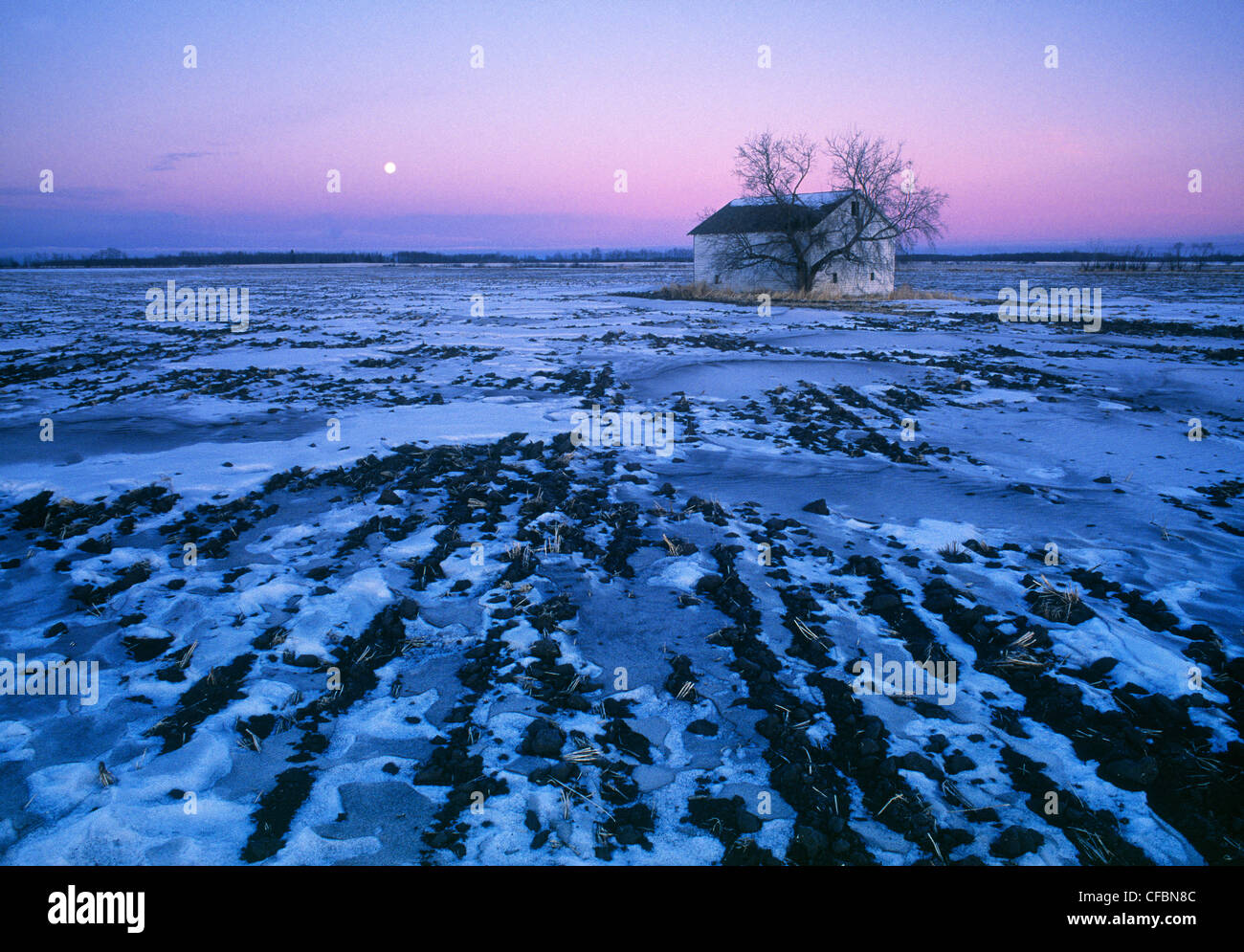 Luna piena e campo di stoppie vicino a Devon, Alberta, Canada Foto Stock