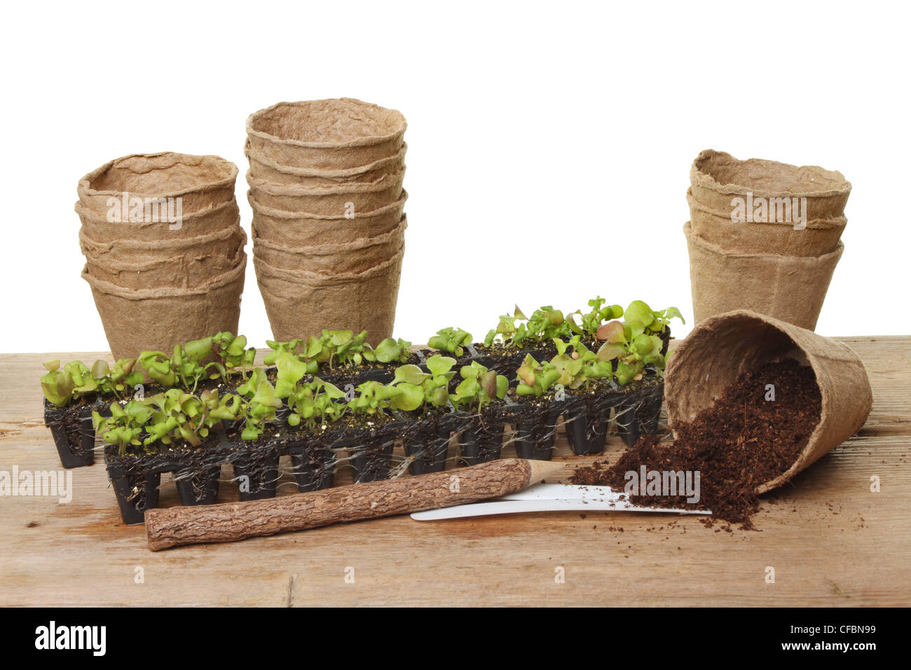 Piantina plug piante compost e fibra di vasi per piante su una panca in legno contro uno sfondo bianco Foto Stock