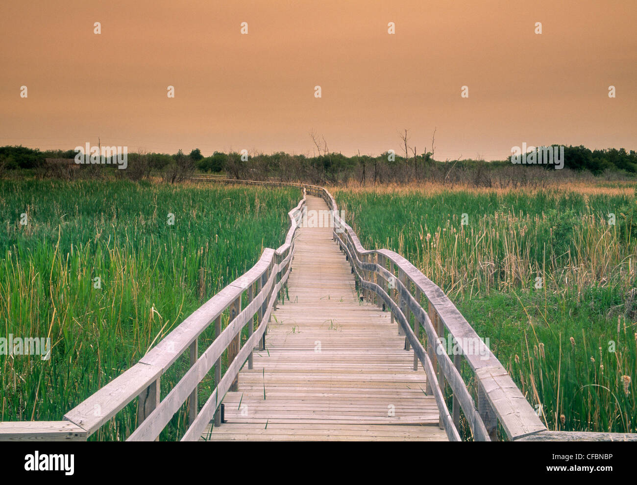 Il Boardwalk trail in boschi di abete rosso Parco Provinciale, Manitoba, Canada Foto Stock