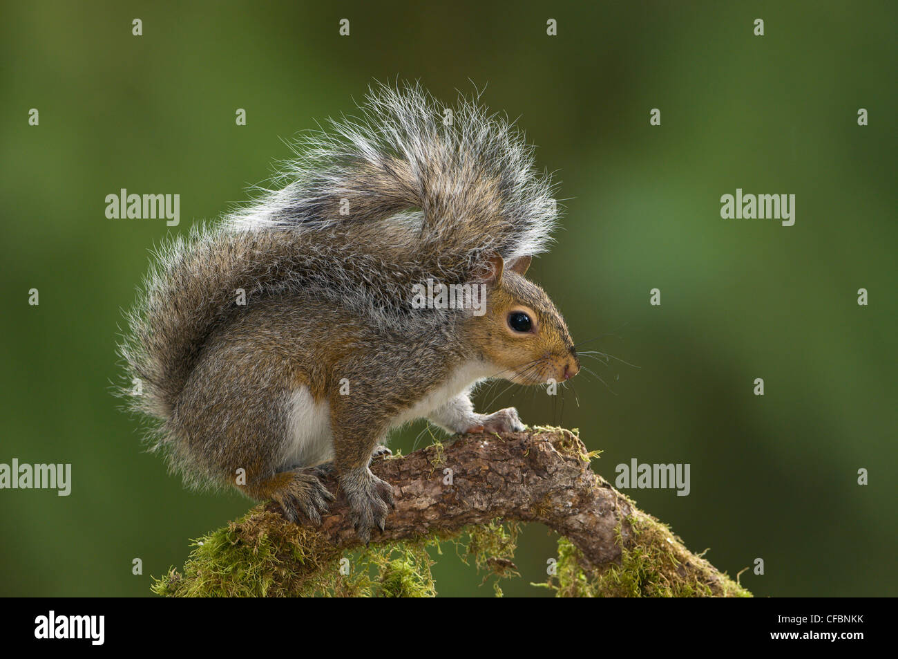Grigio orientale scoiattolo (Sciurus carolinensis) sul pesce persico a Victoria, Isola di Vancouver, British Columbia, Canada Foto Stock