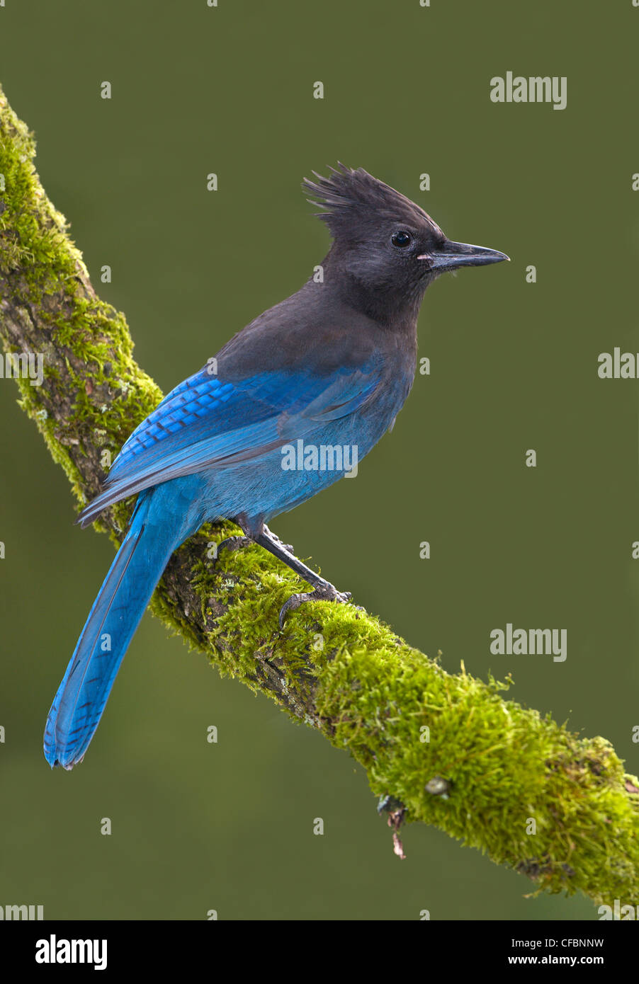 Steller Jay (Cyanocitta stelleri) sul pesce persico del muschio a Victoria, Isola di Vancouver, British Columbia, Canada Foto Stock