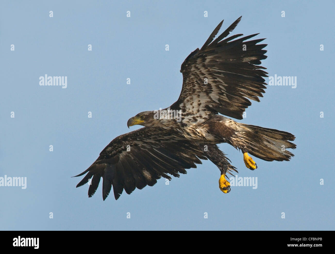 Immaturo aquila calva (Haliaeetus leucocephalus) in volo, Victoria, Isola di Vancouver, British Columbia, Canada Foto Stock