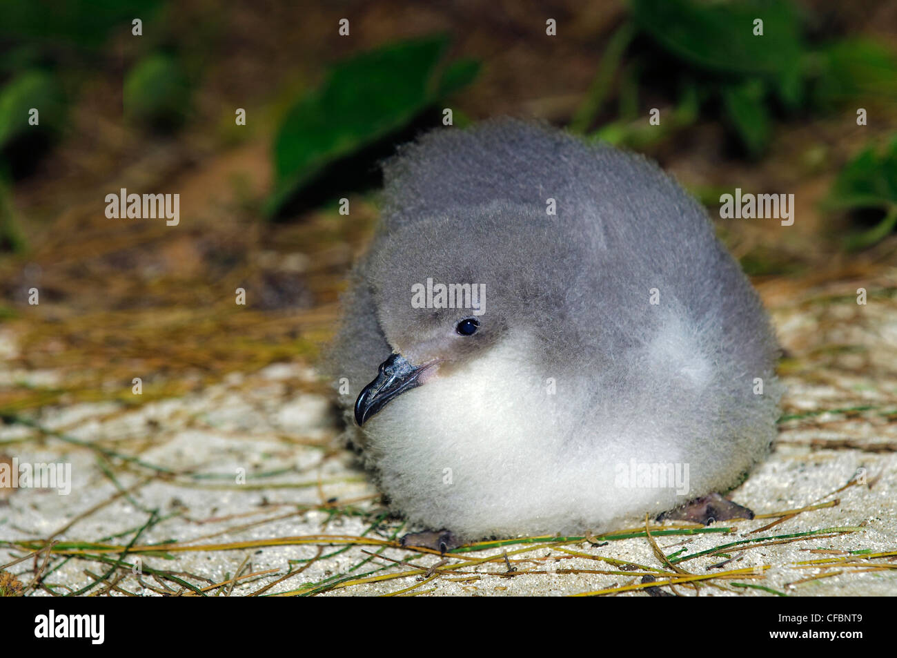 Bonin petrel pulcino (Pterodroma hypoleuca), Midway Atoll, Hawaii Foto Stock