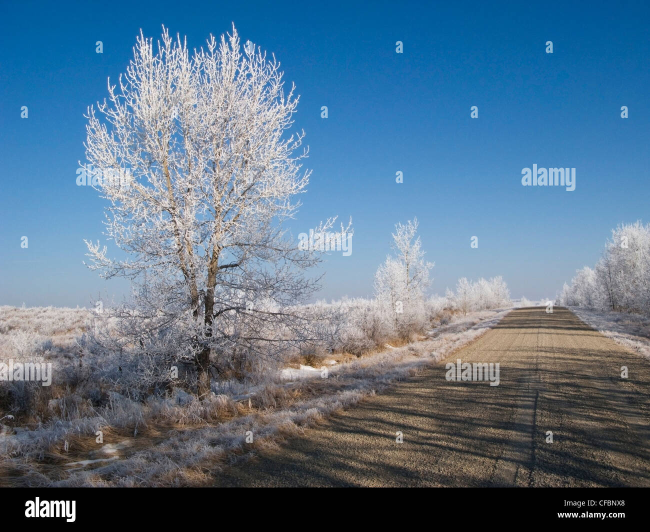 Trasformata per forte gradiente la brina su alberi e strada di ghiaia vicino Cochrane, Alberta, Canada Foto Stock