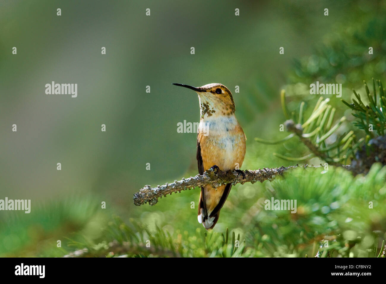 Femmina rufous hummingbird (Selasphorus rufus), montagne rocciose, il Parco Nazionale di Jasper, Alberta, Canada Occidentale Foto Stock