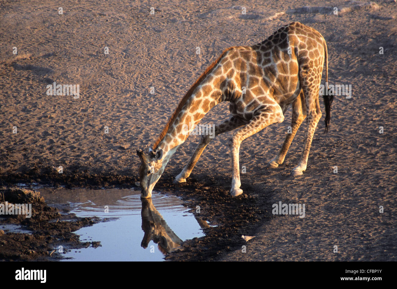 Giraffe (Giraffa camelopardalis) bere a Waterhole, il Parco Nazionale di Etosha, Namibia, Sud Africa Foto Stock