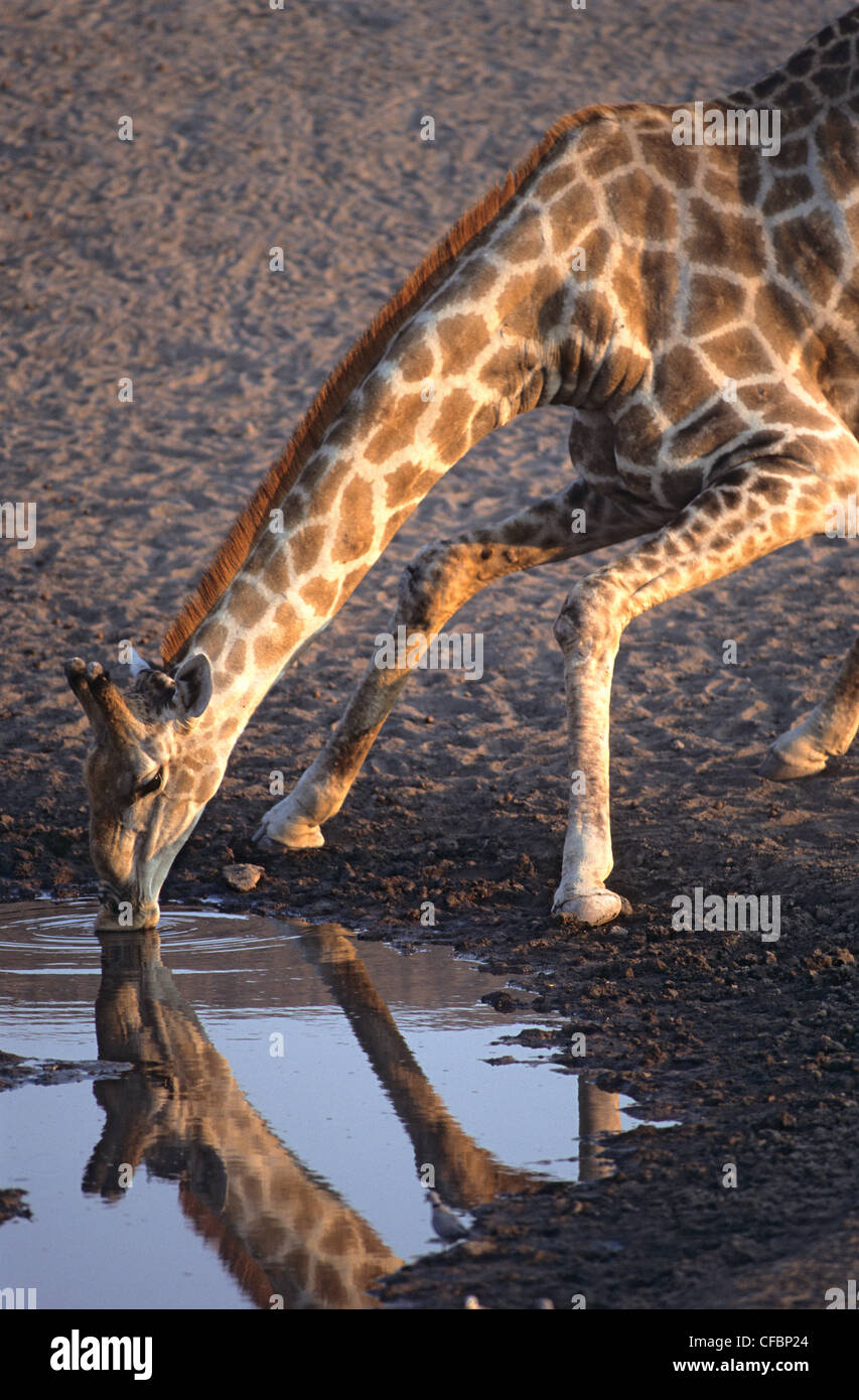 Giraffe (Giraffa camelopardalis) bere a Waterhole, il Parco Nazionale di Etosha, Namibia, Sud Africa Foto Stock