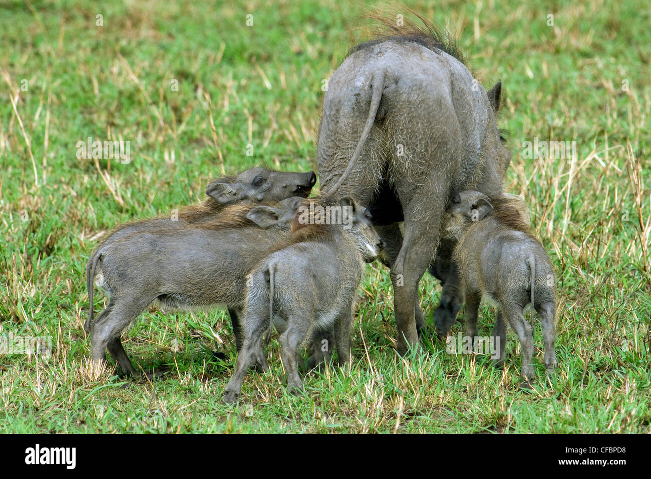 Madre warthog (Phacochoerus aethiopicus) e i suinetti infermieristica, Africa orientale Foto Stock