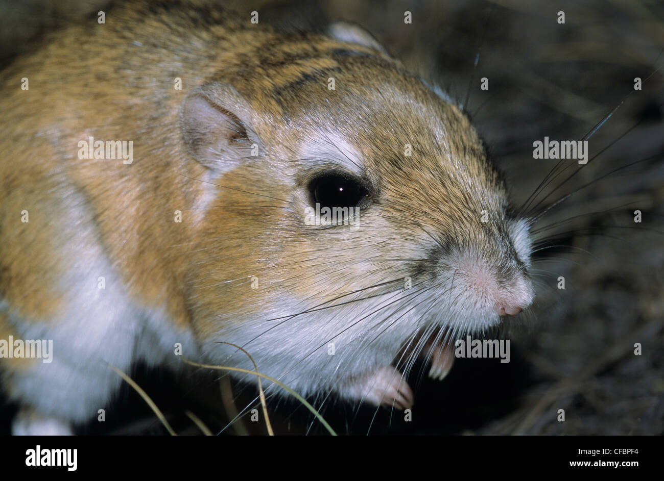 Adulto Ord il ratto canguro (Dipodomys ordii), southeastern Alberta, prateria Canada Foto Stock