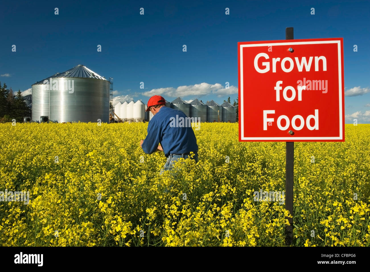 Un agricoltore controlla la sua fioritura di raccolto di canola con 'cresciuti per alimentare" segno nel campo nei pressi di Dugald, Manitoba, Canada Foto Stock
