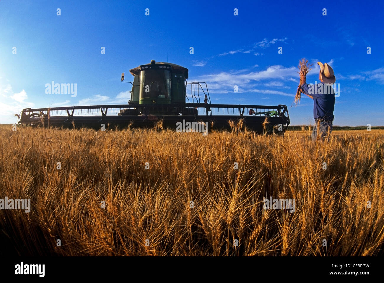 Agricoltore esamina harvest pronto inverno il raccolto di grano Foto Stock