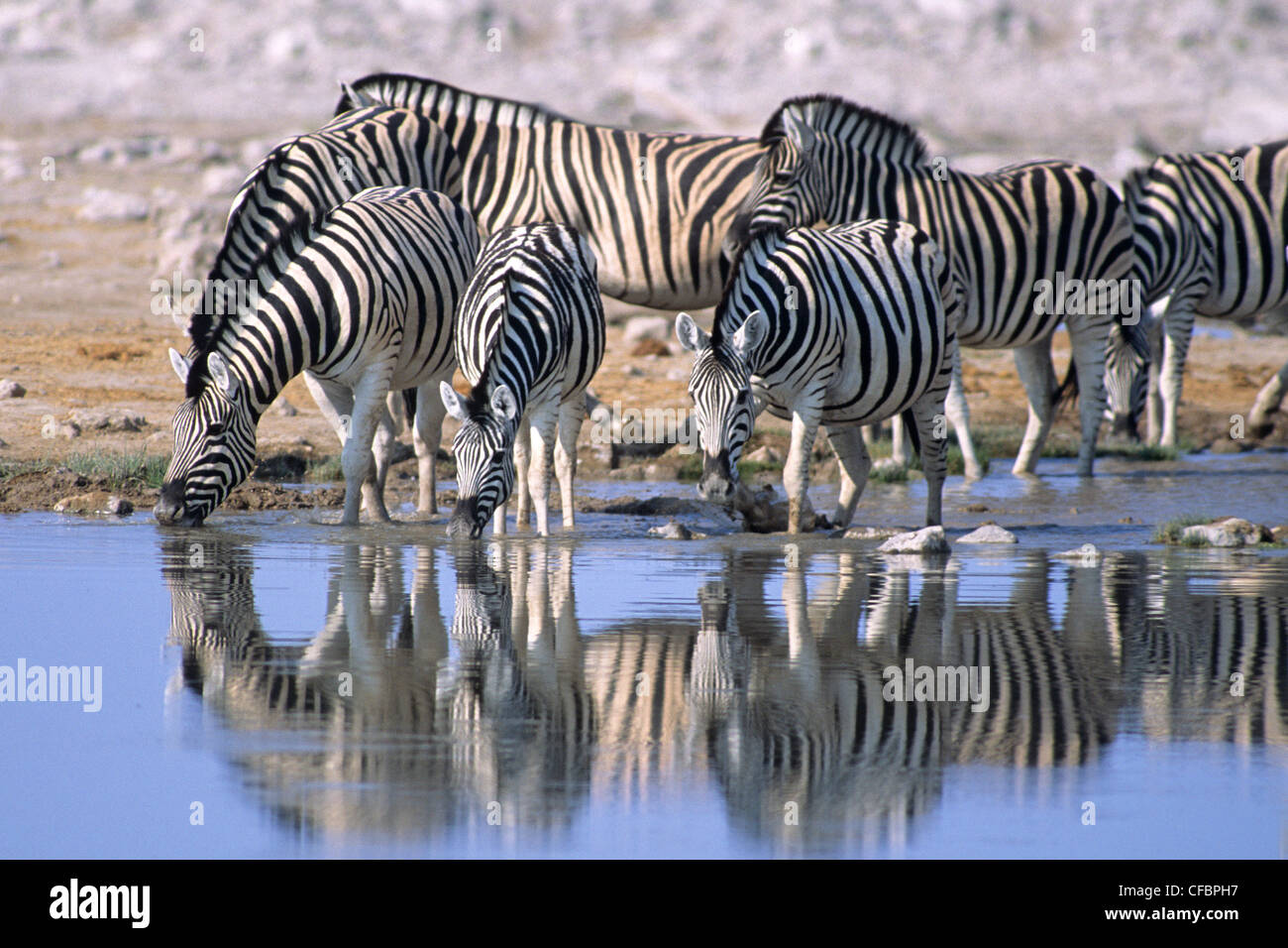 Adulto pianure zebre (Equus burchelli) bere a una temporanea Waterhole, il Parco Nazionale di Etosha, Namibia, Sud Africa Foto Stock