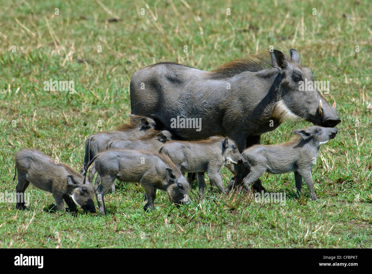 Warthog (Phacocherus aethiopicus) madre e puglets, riserva Masai Mara, Kenya, Africa orientale Foto Stock