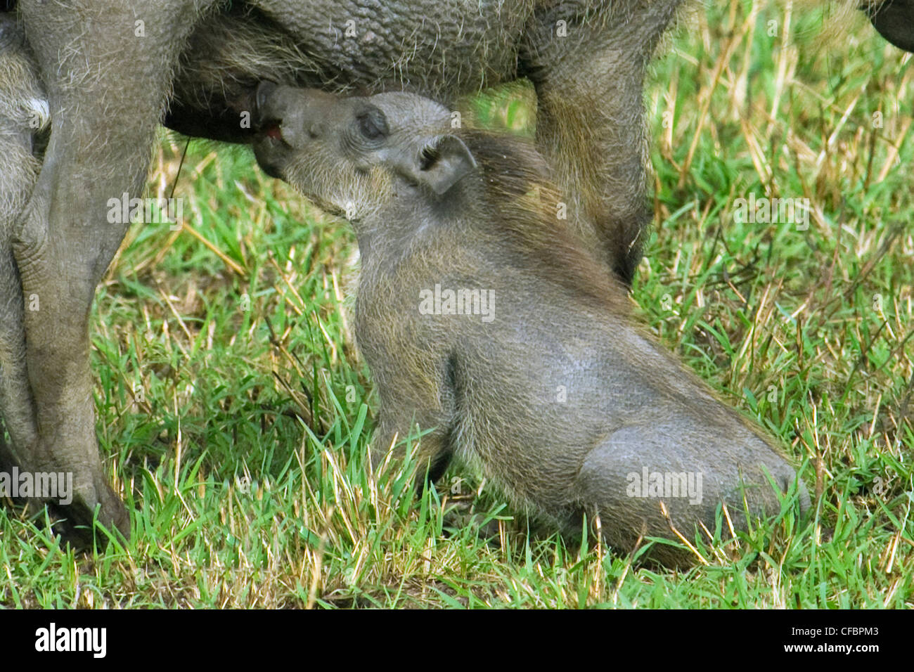 Warthog (Phacochoerus aethiopicus) piglet infermieristica, Africa orientale Foto Stock