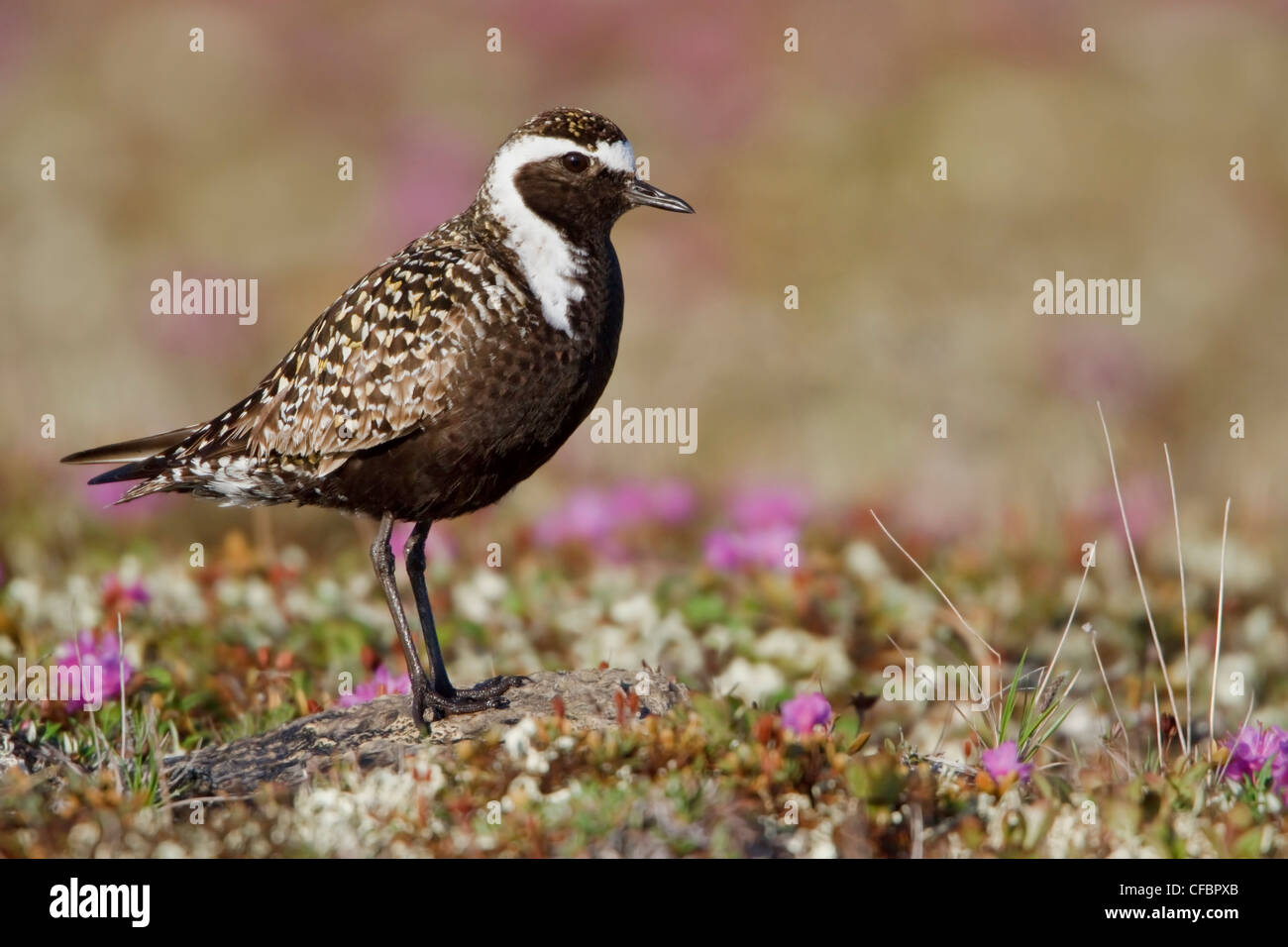 American Golden-Plover (Pluvialis dominica) sulla tundra in Churchill, Manitoba, Canada. Foto Stock