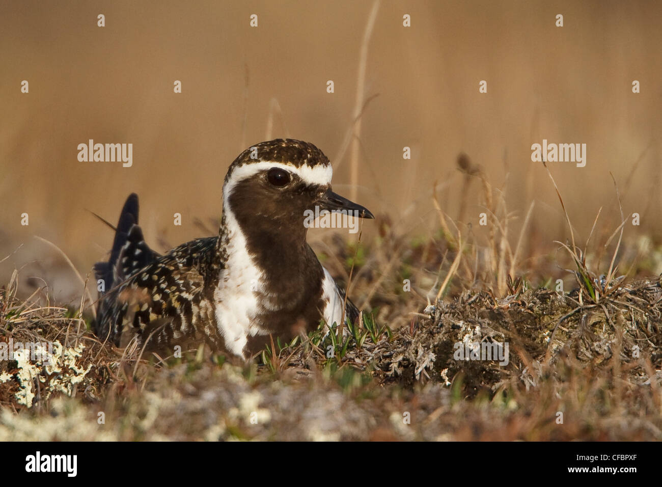 American Golden-Plover (Pluvialis dominica) sulla tundra in Churchill, Manitoba, Canada. Foto Stock