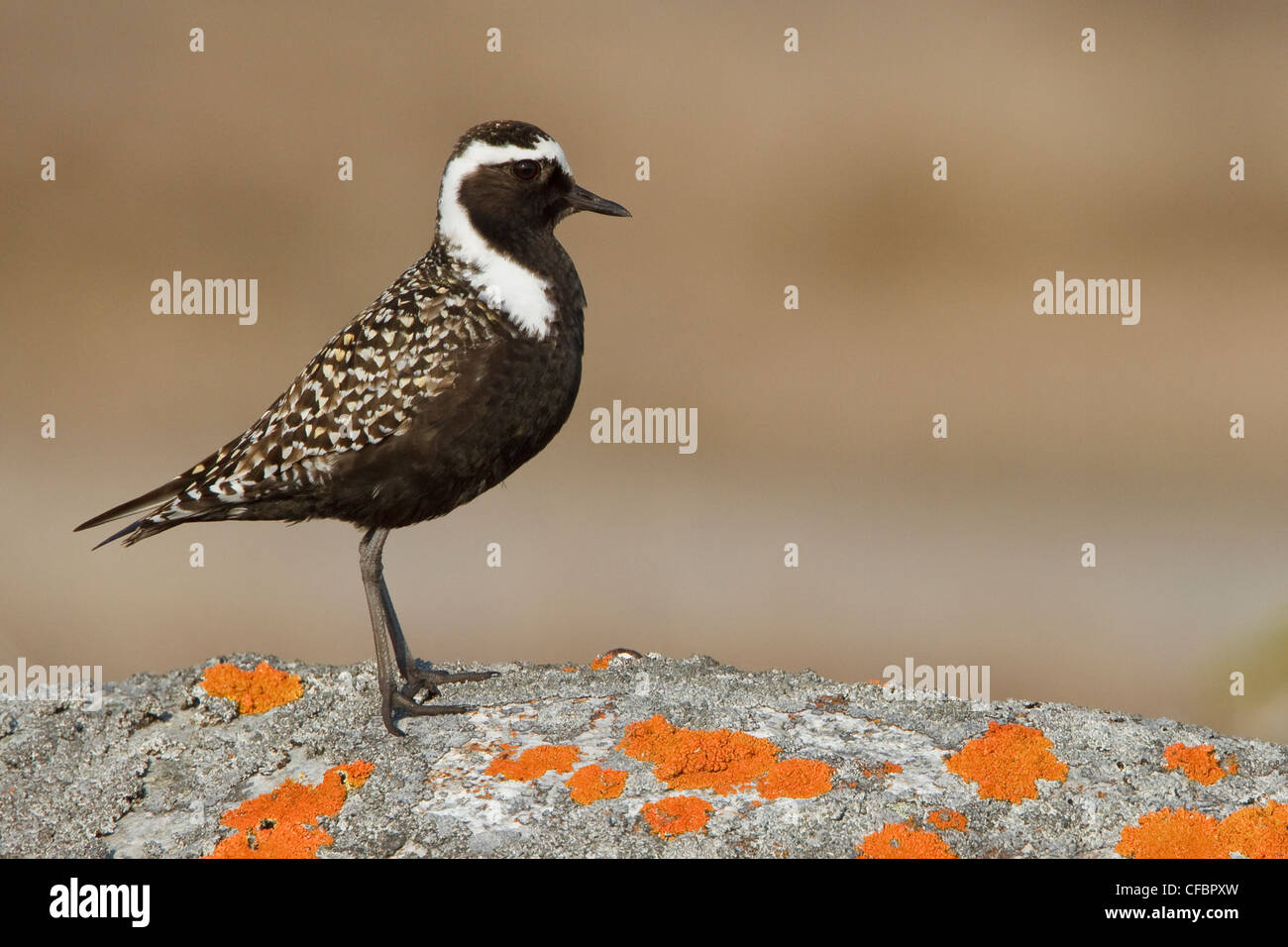 American Golden-Plover (Pluvialis dominica) sulla tundra in Churchill, Manitoba, Canada. Foto Stock