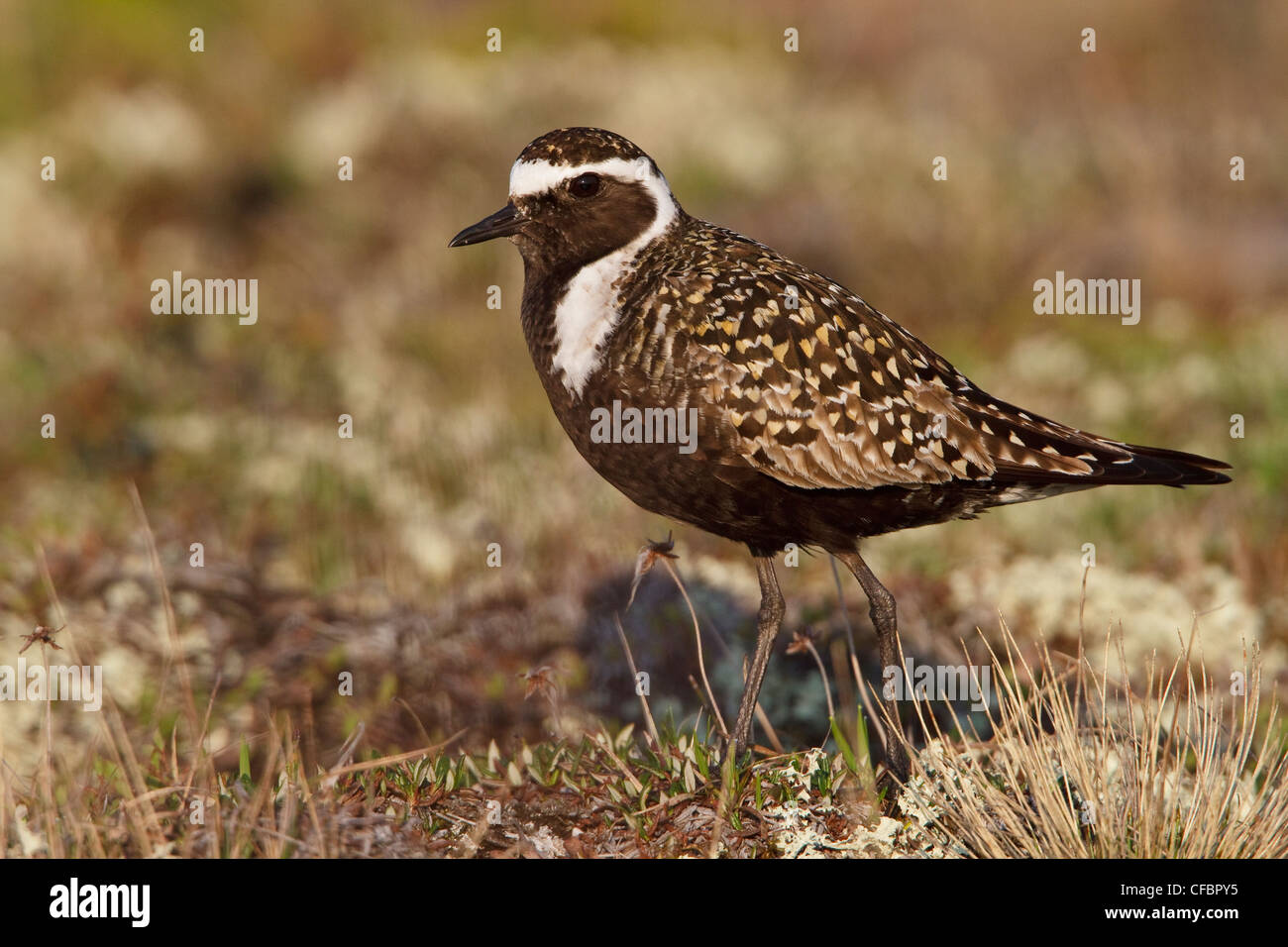 American Golden-Plover (Pluvialis dominica) sulla tundra in Churchill, Manitoba, Canada. Foto Stock