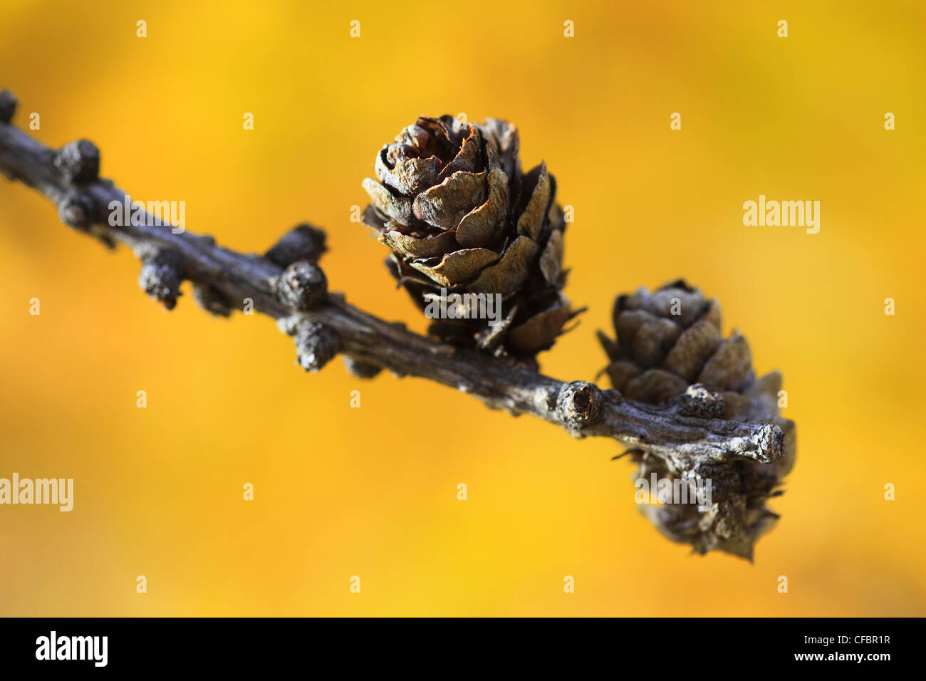 Larix decidua Mill, larice, larici larici plug, larice plug, conifere, connettore marrone, marrone dorato, autunno, Vallese, Svizzera, e Foto Stock