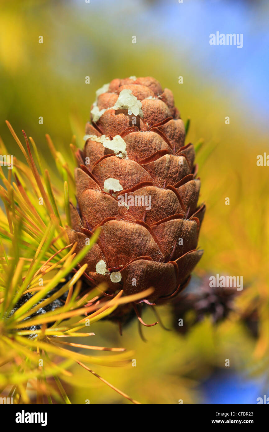 Larix decidua Mill, larice, larici larici plug, larice plug, conifere, connettore marrone, marrone dorato, autunno, Vallese, Svizzera, e Foto Stock