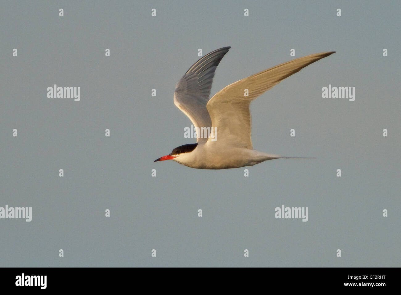 Comune (Tern Sterna hirunda) volare su un lago in Manitoba, Canada. Foto Stock