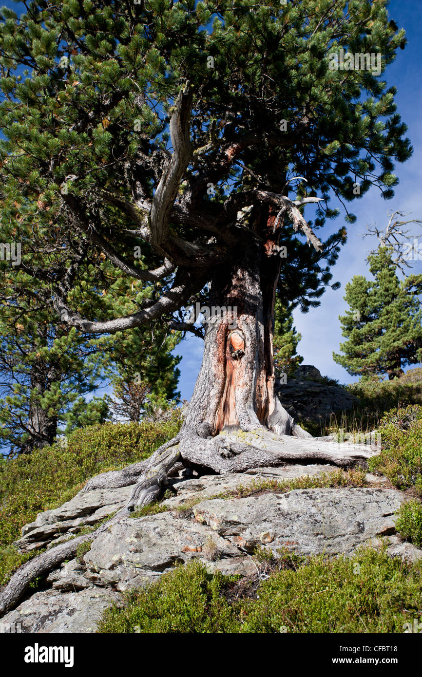 Pino, albero, radici, blu cielo, rock, Cliff, radici di albero, crescere, pietra, terra, Alp, legno, grano, Austria, Foto Stock