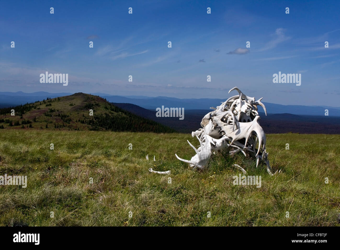 Tomba di pietra di corna di alce in Itcha montagne della Columbia britannica in Canada Foto Stock