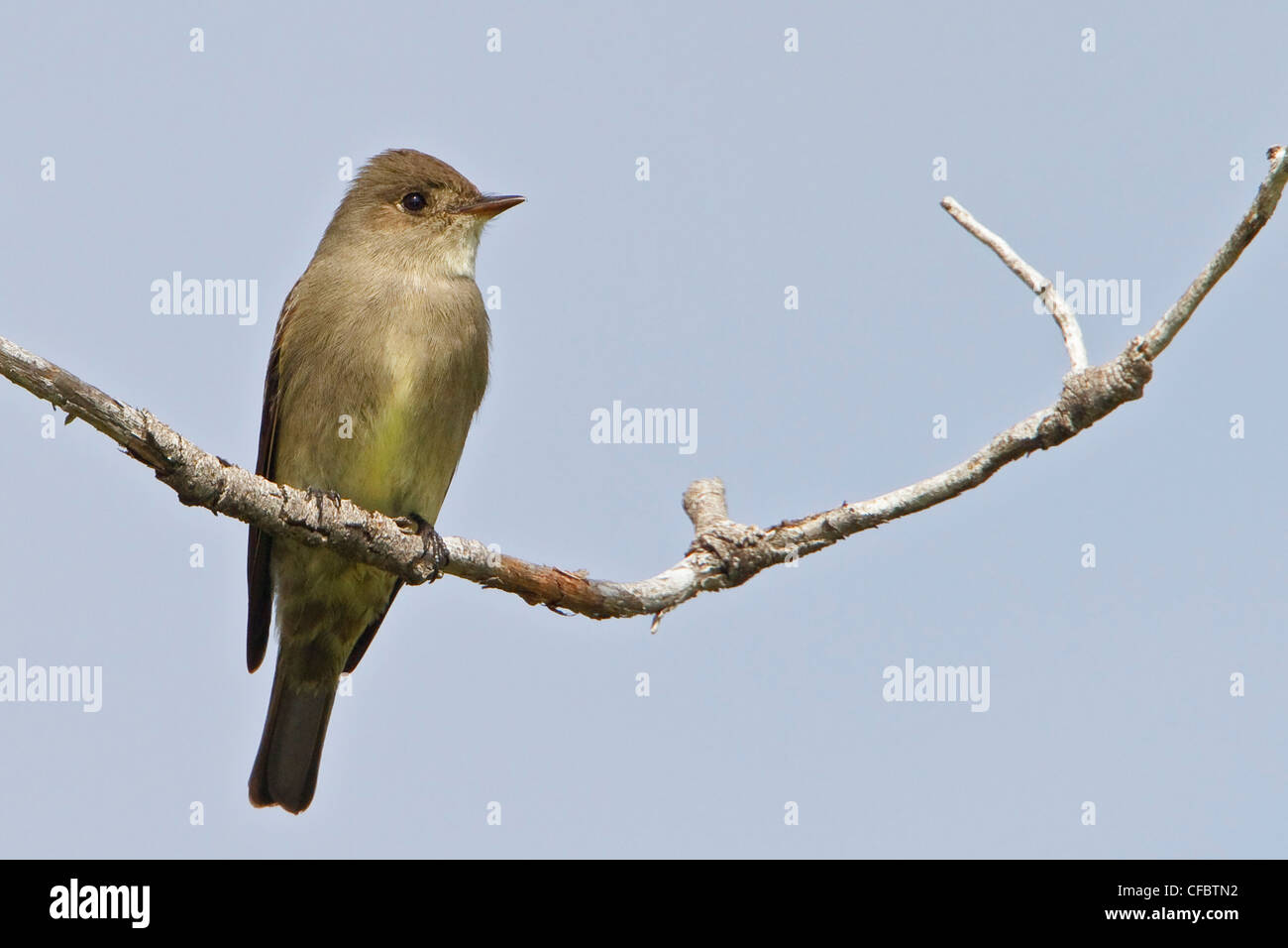 Western Wood-Pewee (Contopus sordidulus) appollaiato su un ramo in British Columbia, Canada. Foto Stock