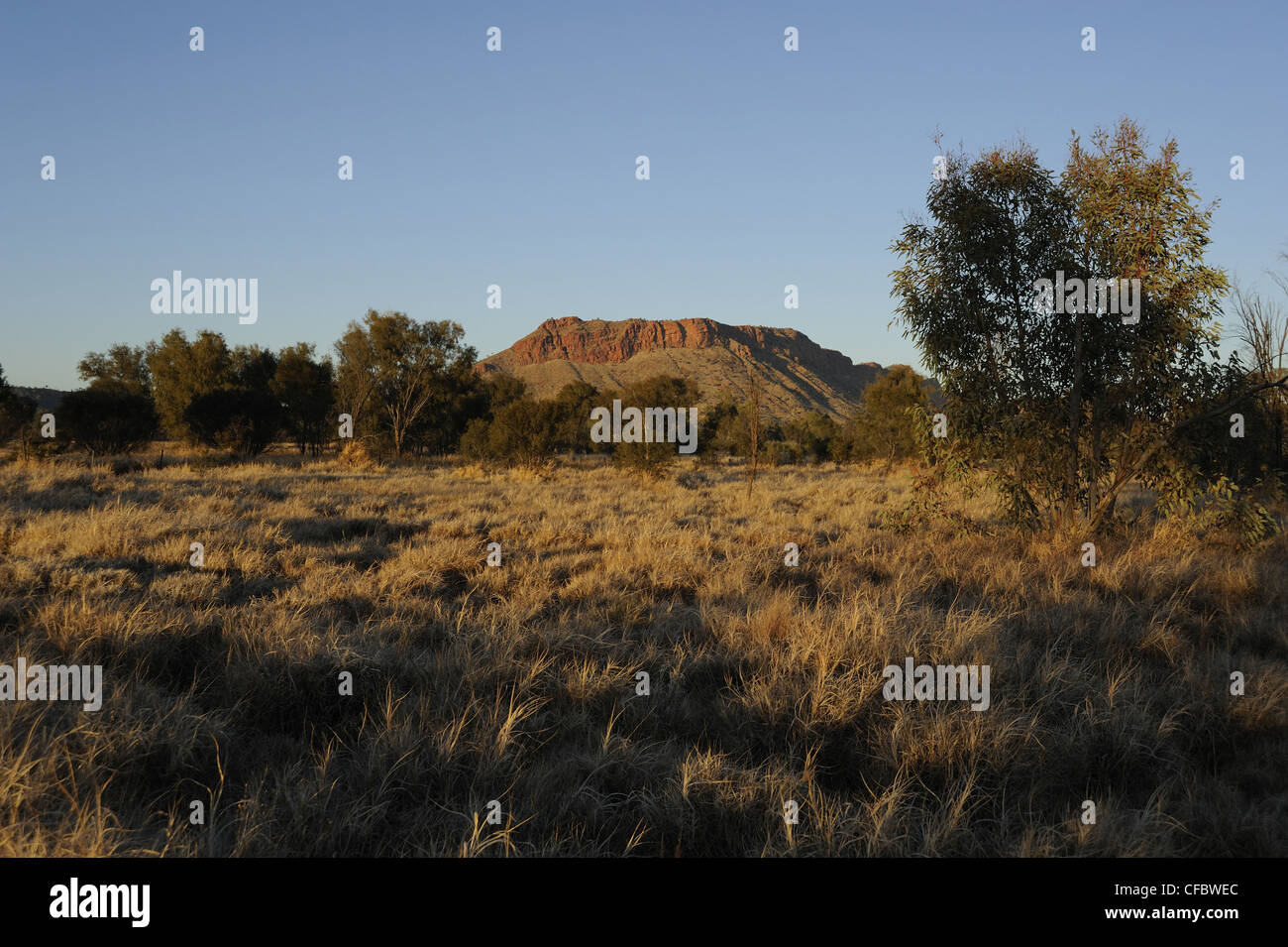 Savana, Bush, Alice Springs, Territorio del Nord, l'Australia Foto Stock