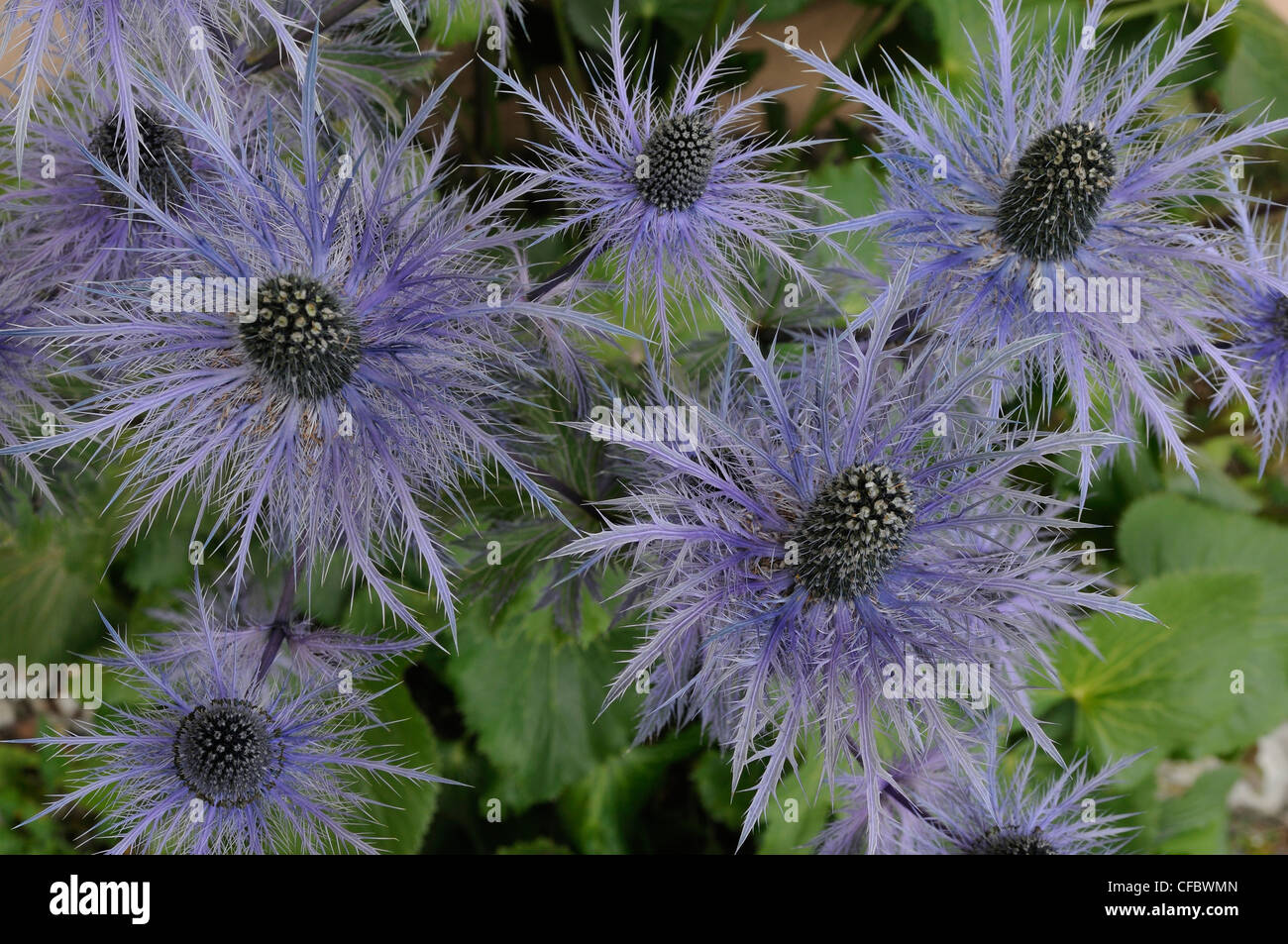 Mare Holly, eryngium alpinum, Apiaceae, fiore di fiori alpini, impianti Moosalpe, Canton Vallese, Svizzera Foto Stock