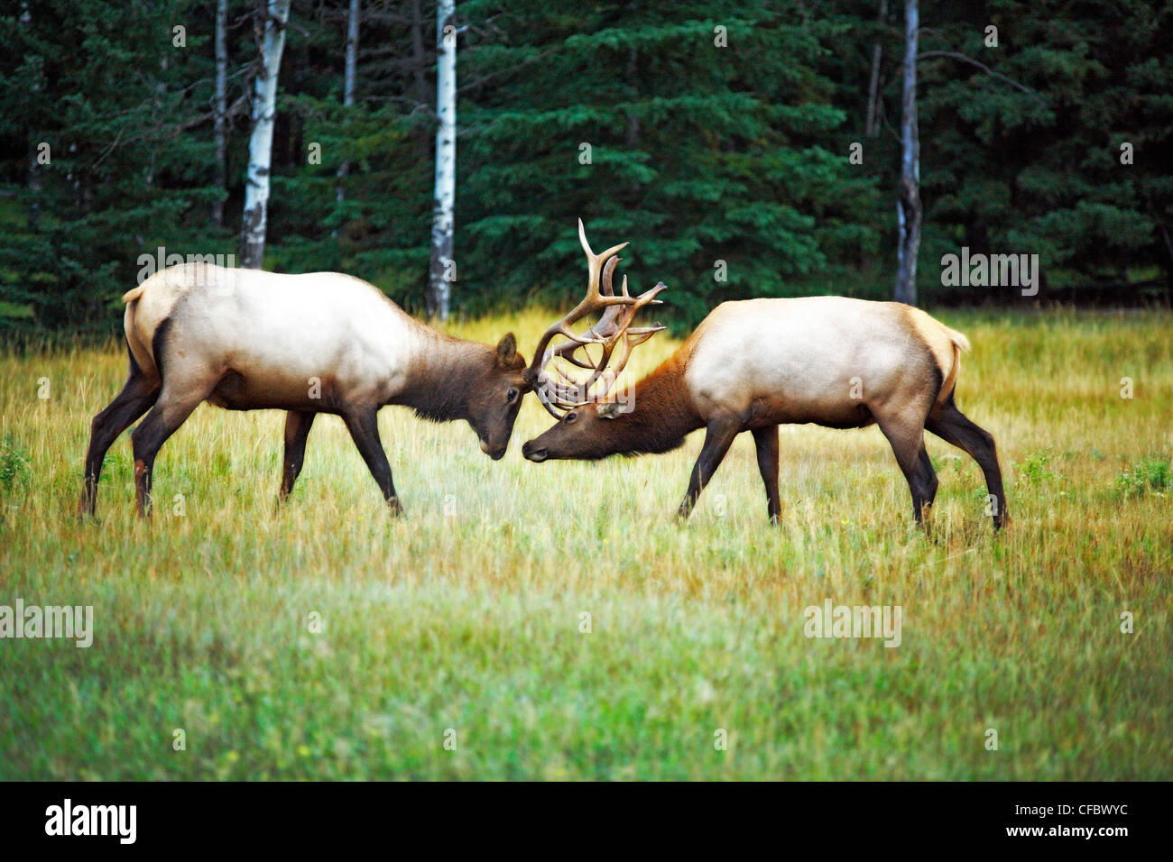 Due maschio bull elk corni di bloccaggio durante la stagione autunnale rut nel Parco Nazionale di Jasper, Alberta, Canada Foto Stock