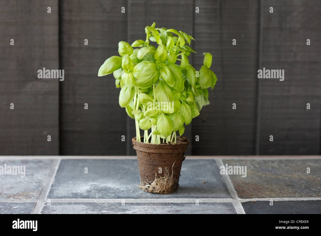 Il basilico in una cucina esterna Foto Stock